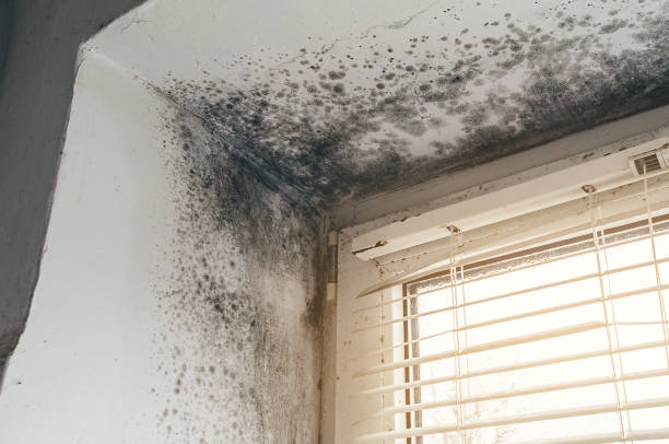 Affordable Basement Mold Removal solutions in Revere, MA