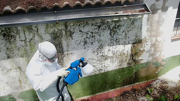 Top rated local Basement Mold Removal specialists in Revere, MA